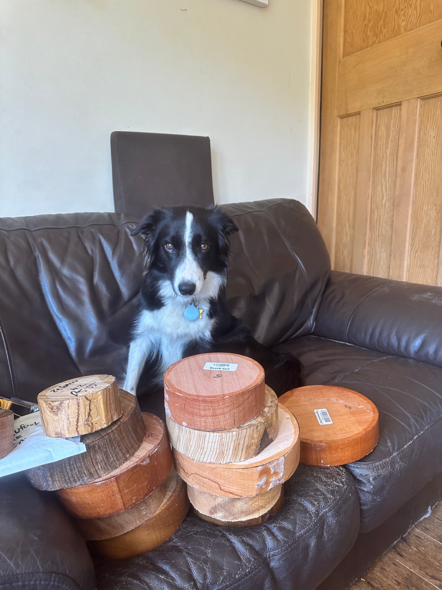 Ember the border collie sitting behind a stack of turning blanks